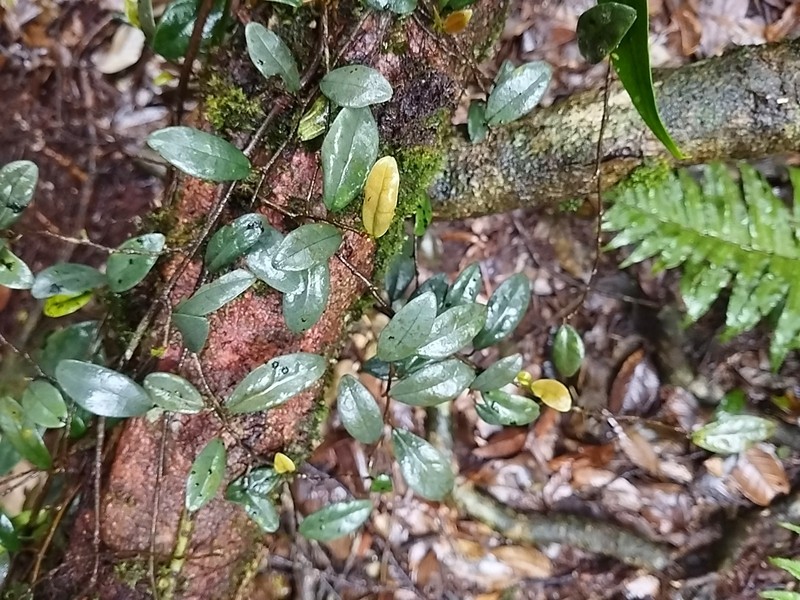 Ficus disticha photo 5