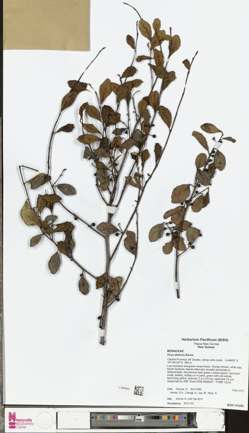 Ficus disticha photo 6