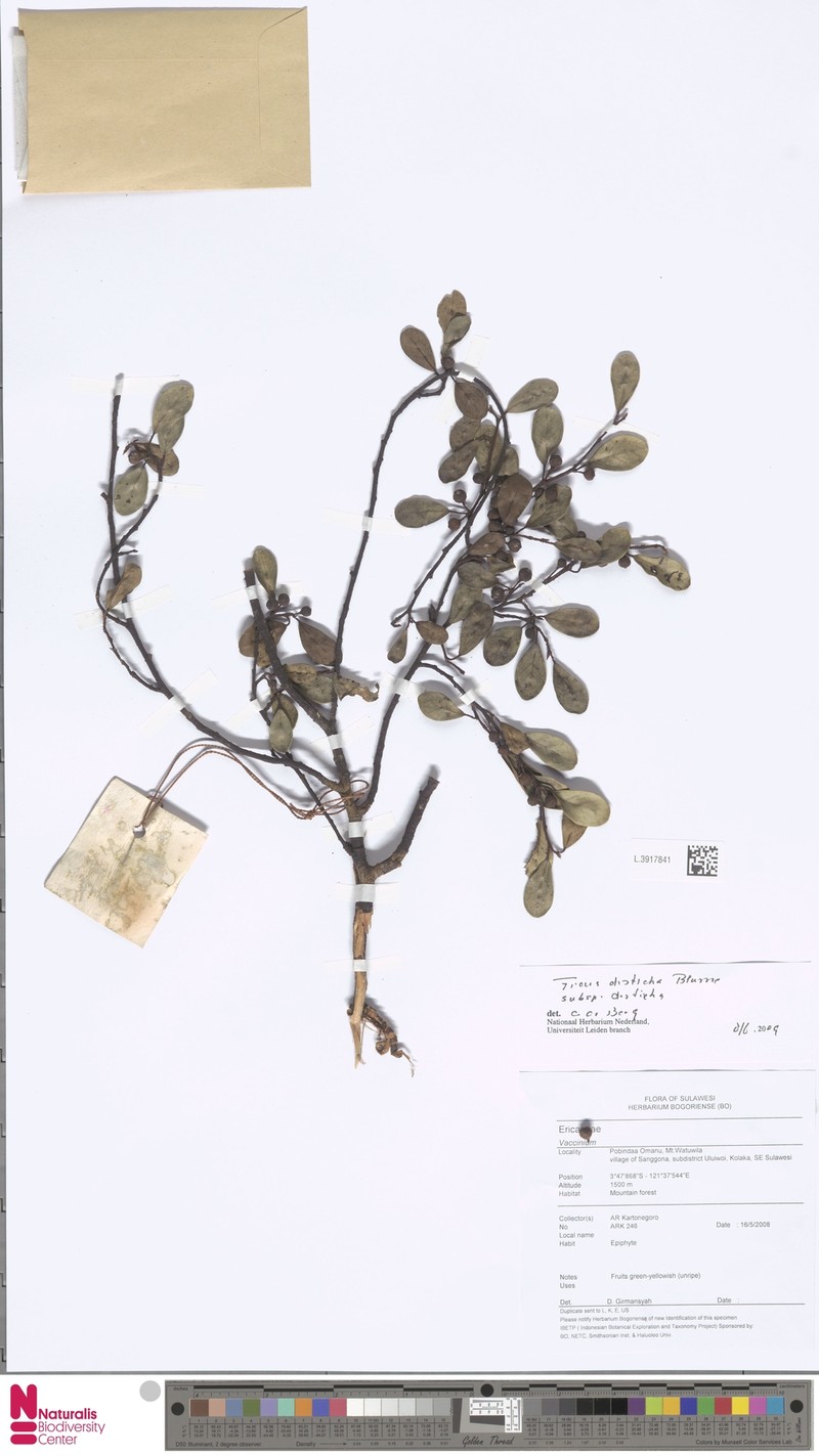 Ficus disticha photo 7