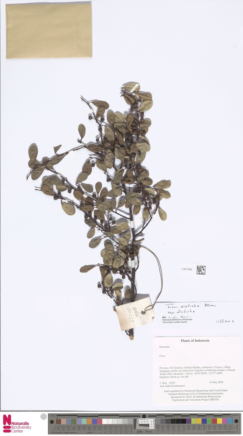 Ficus disticha photo 8