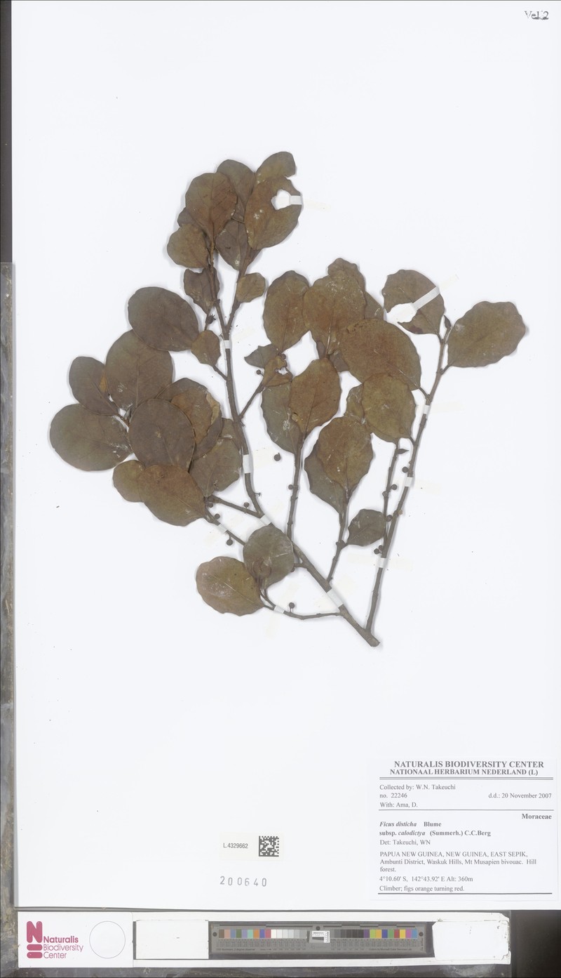 Ficus disticha subsp. calodictya
