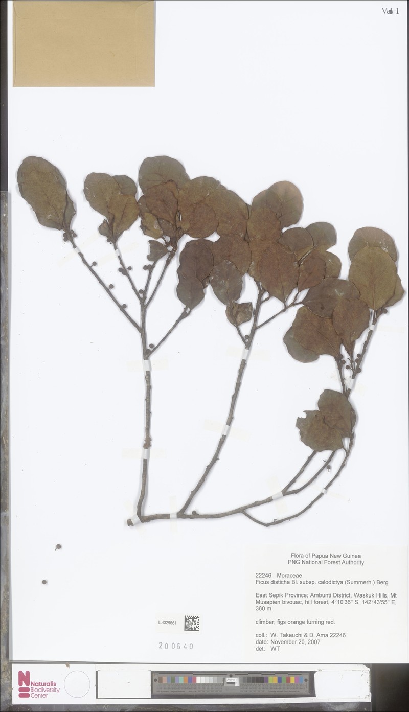 Ficus disticha subsp. calodictya photo 2