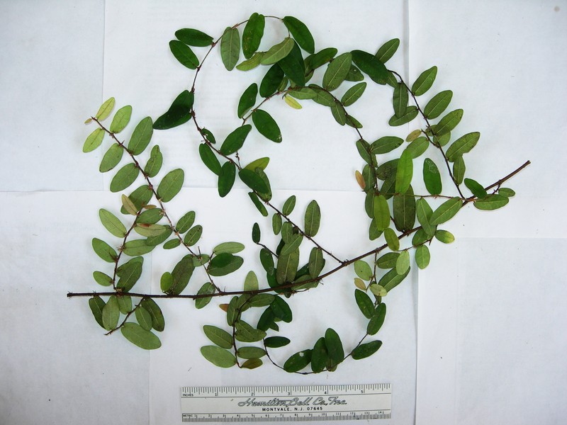 Ficus disticha subsp. calodictya photo 3