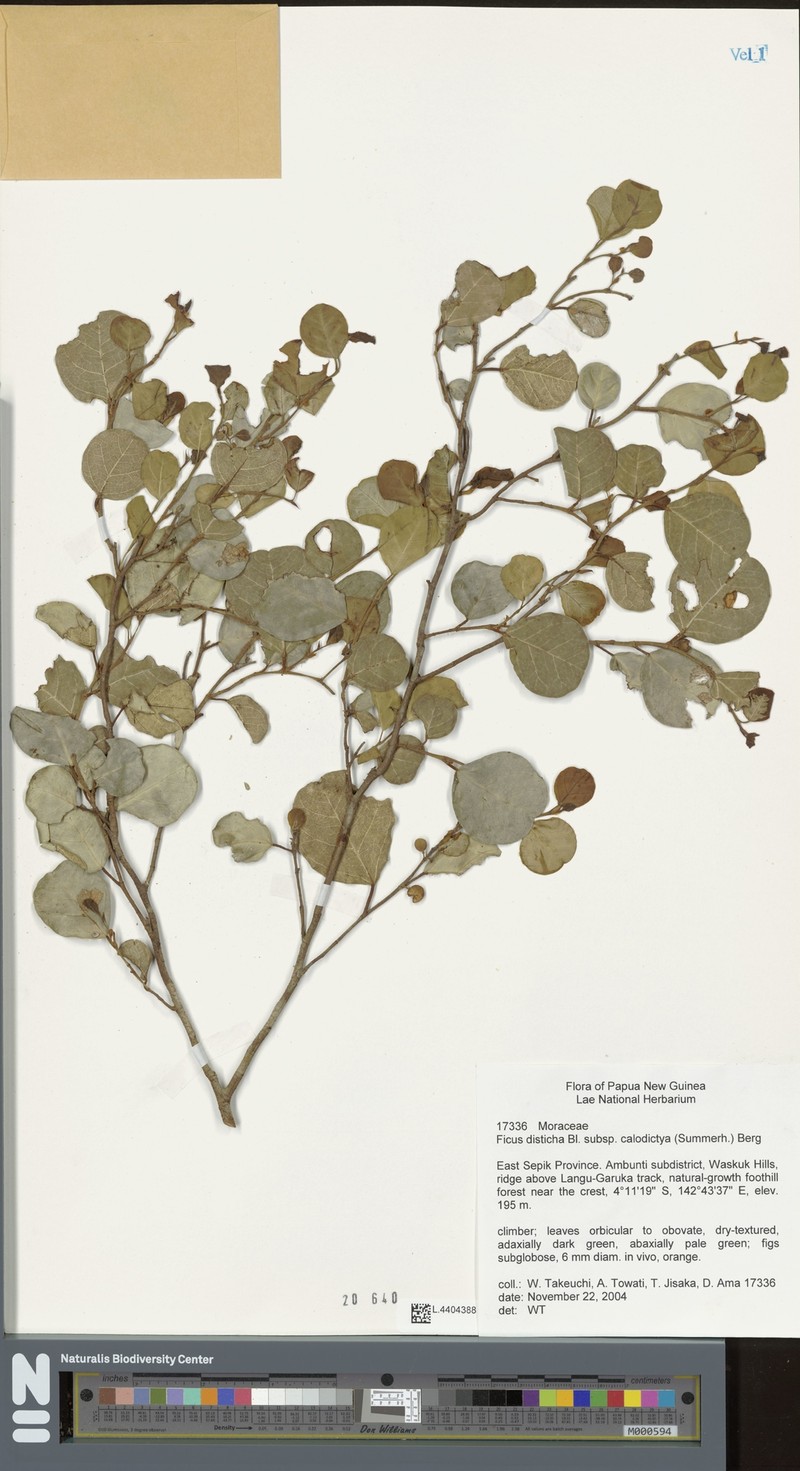 Ficus disticha subsp. calodictya photo 4