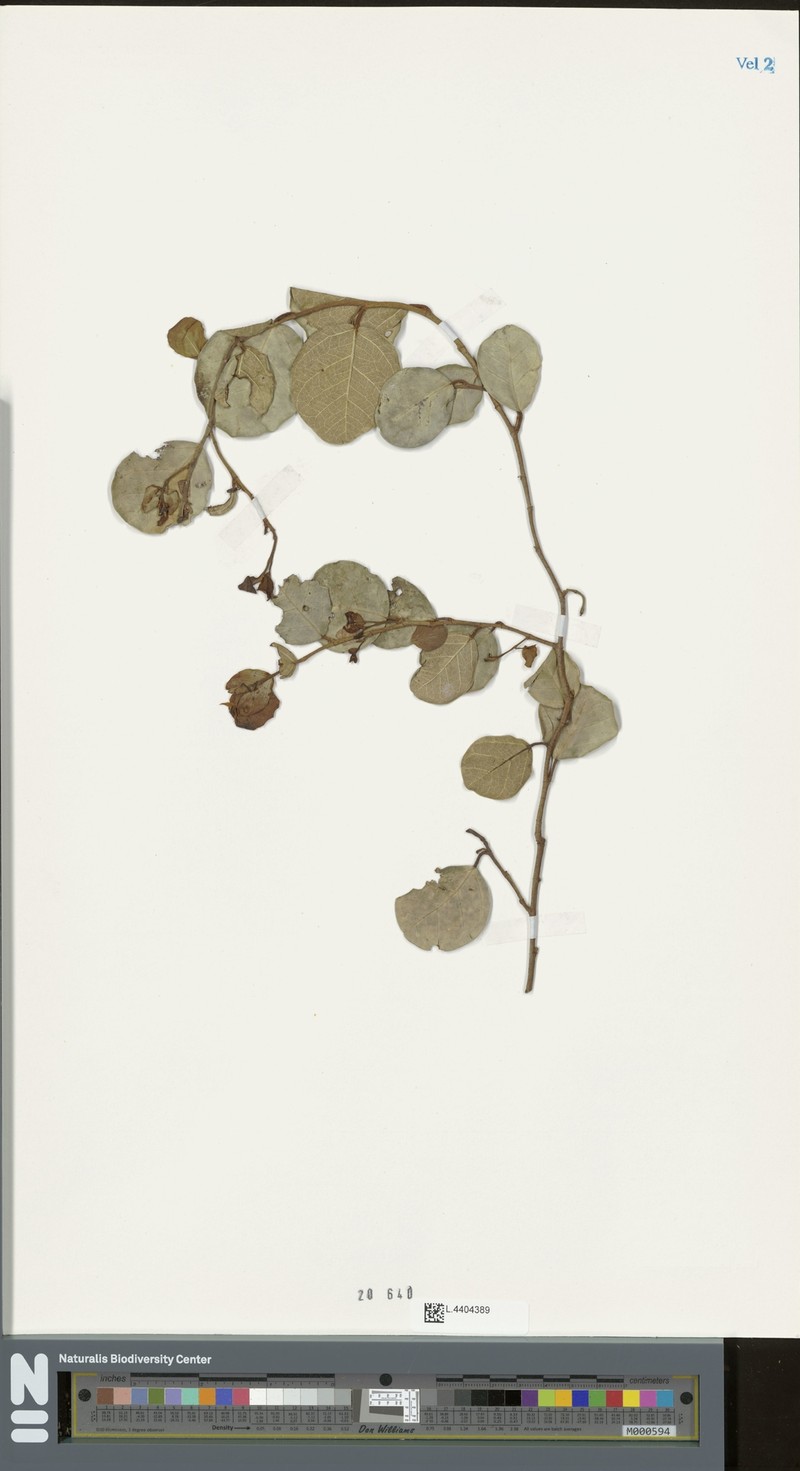 Ficus disticha subsp. calodictya photo 5