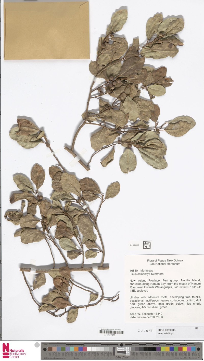 Ficus disticha subsp. calodictya photo 6