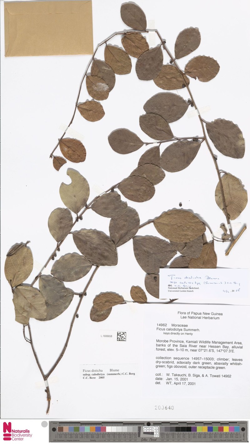 Ficus disticha subsp. calodictya photo 7