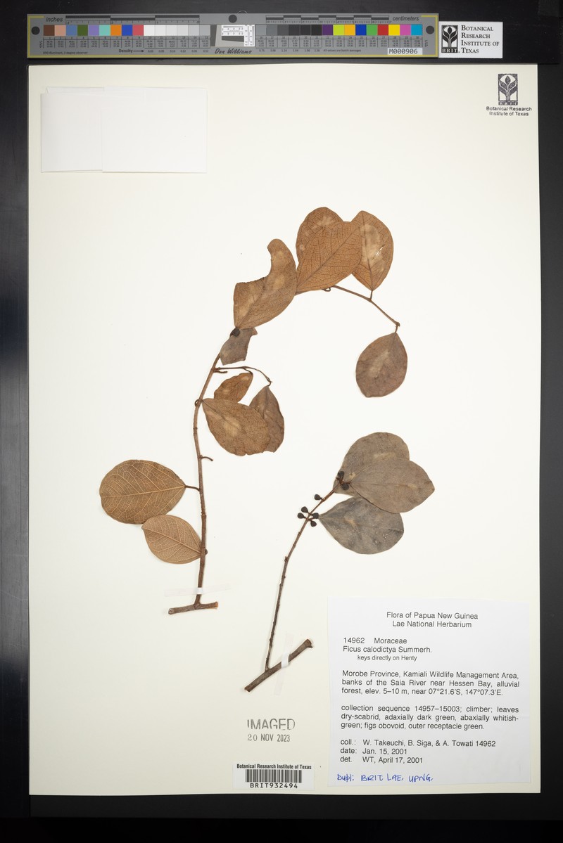 Ficus disticha subsp. calodictya photo 8