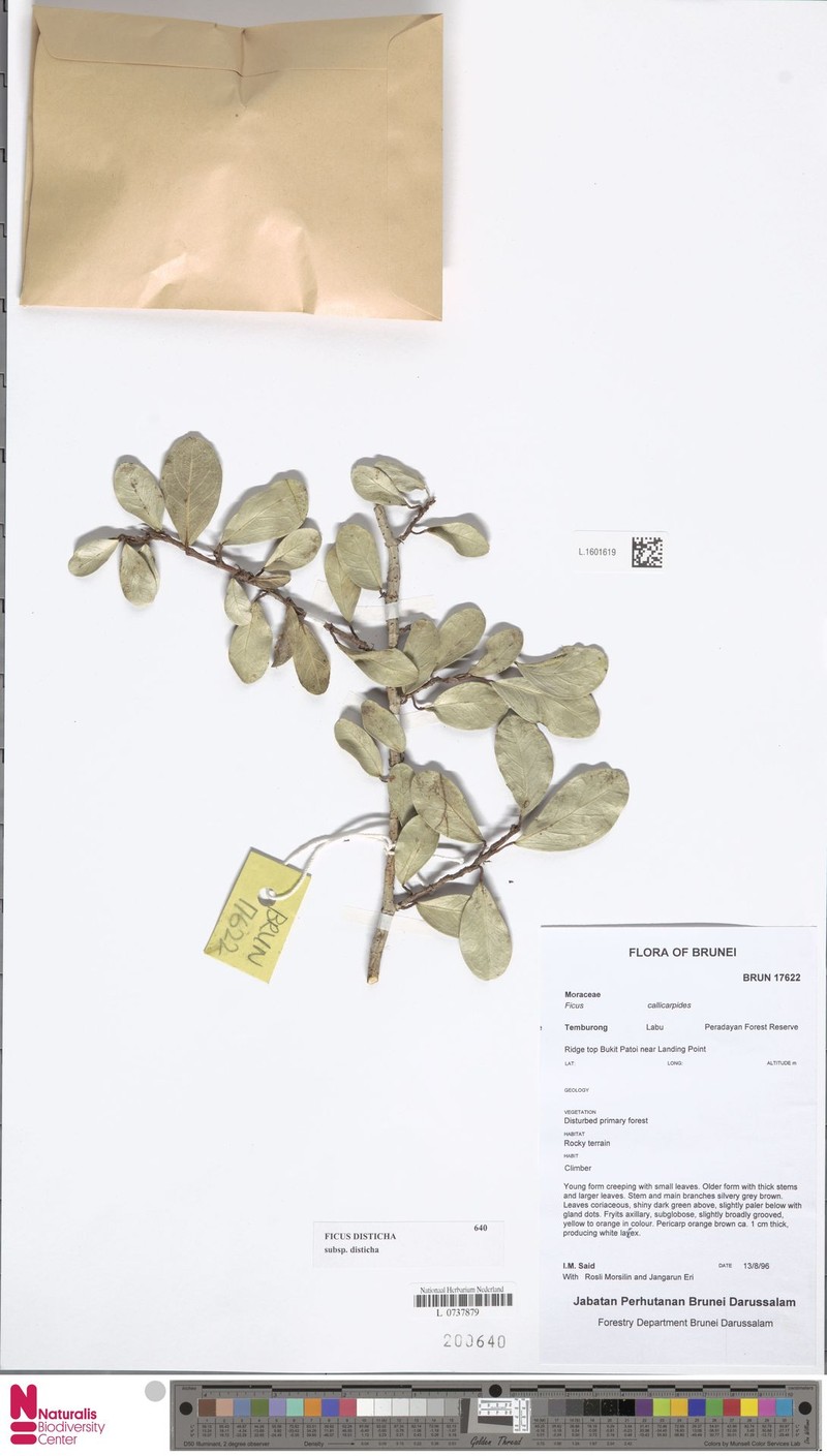 Ficus disticha subsp. disticha