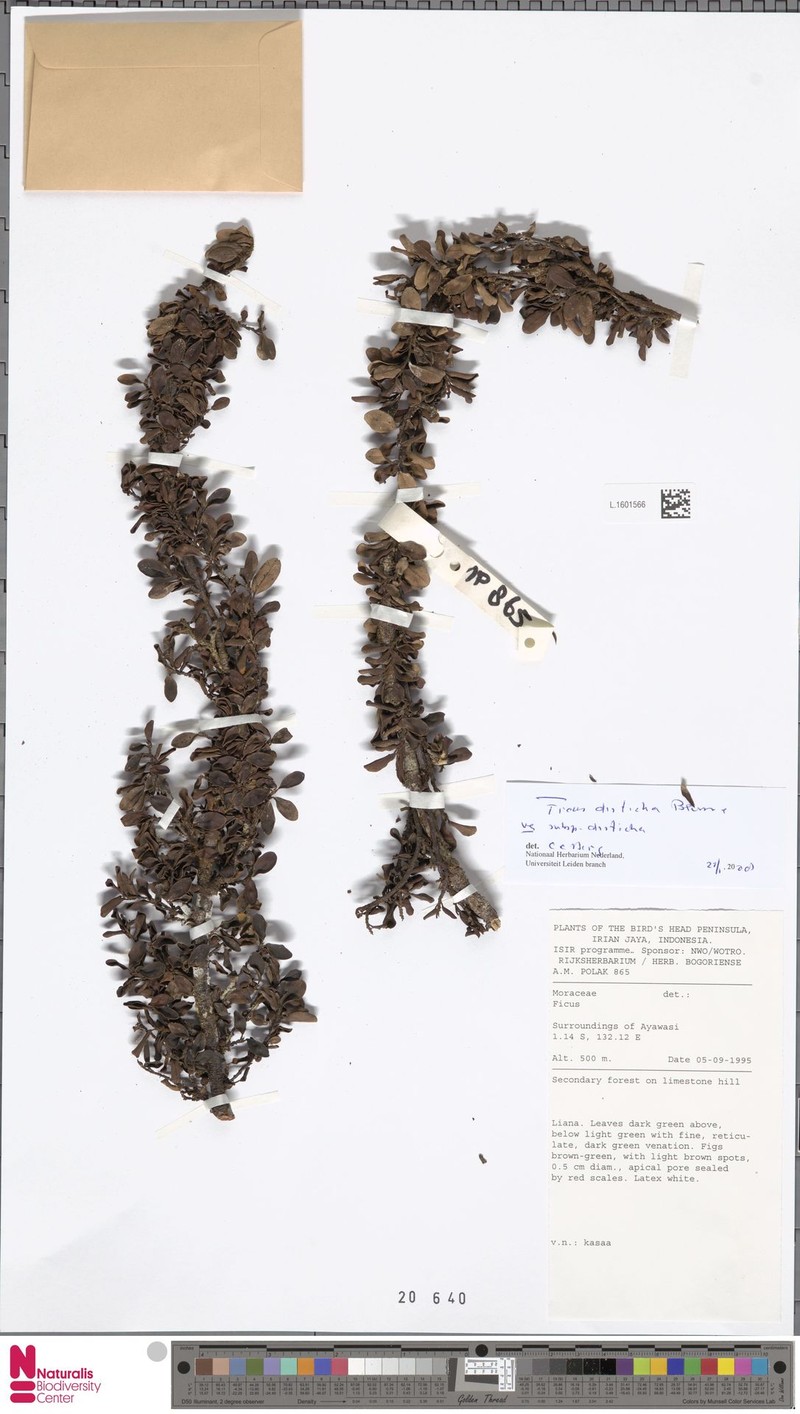 Ficus disticha subsp. disticha photo 2
