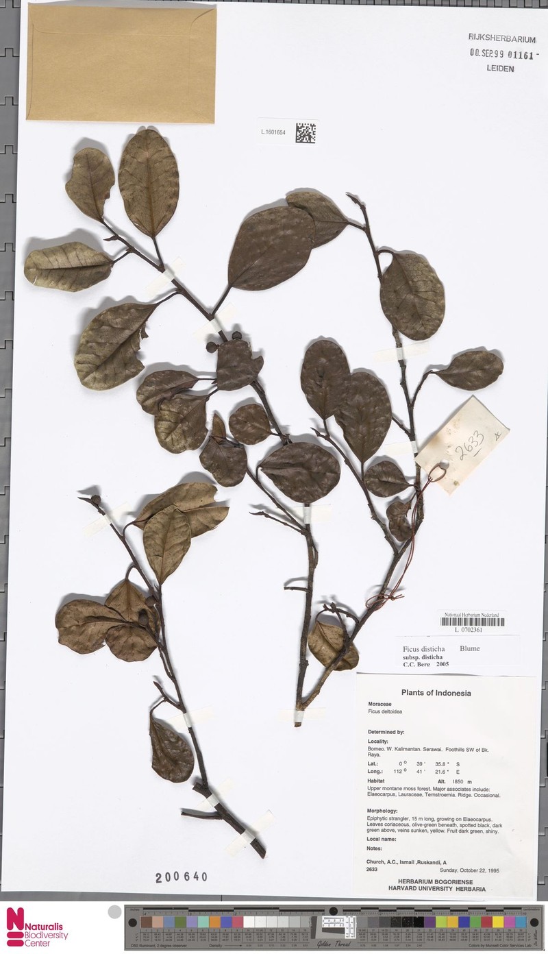 Ficus disticha subsp. disticha photo 3