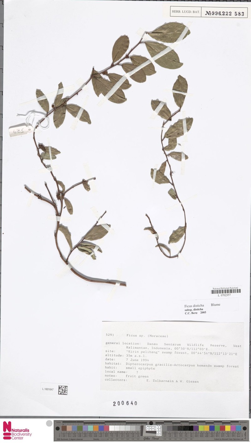 Ficus disticha subsp. disticha photo 4