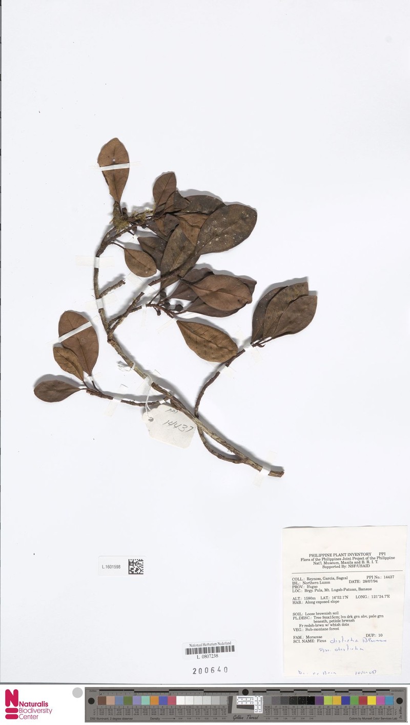 Ficus disticha subsp. disticha photo 5