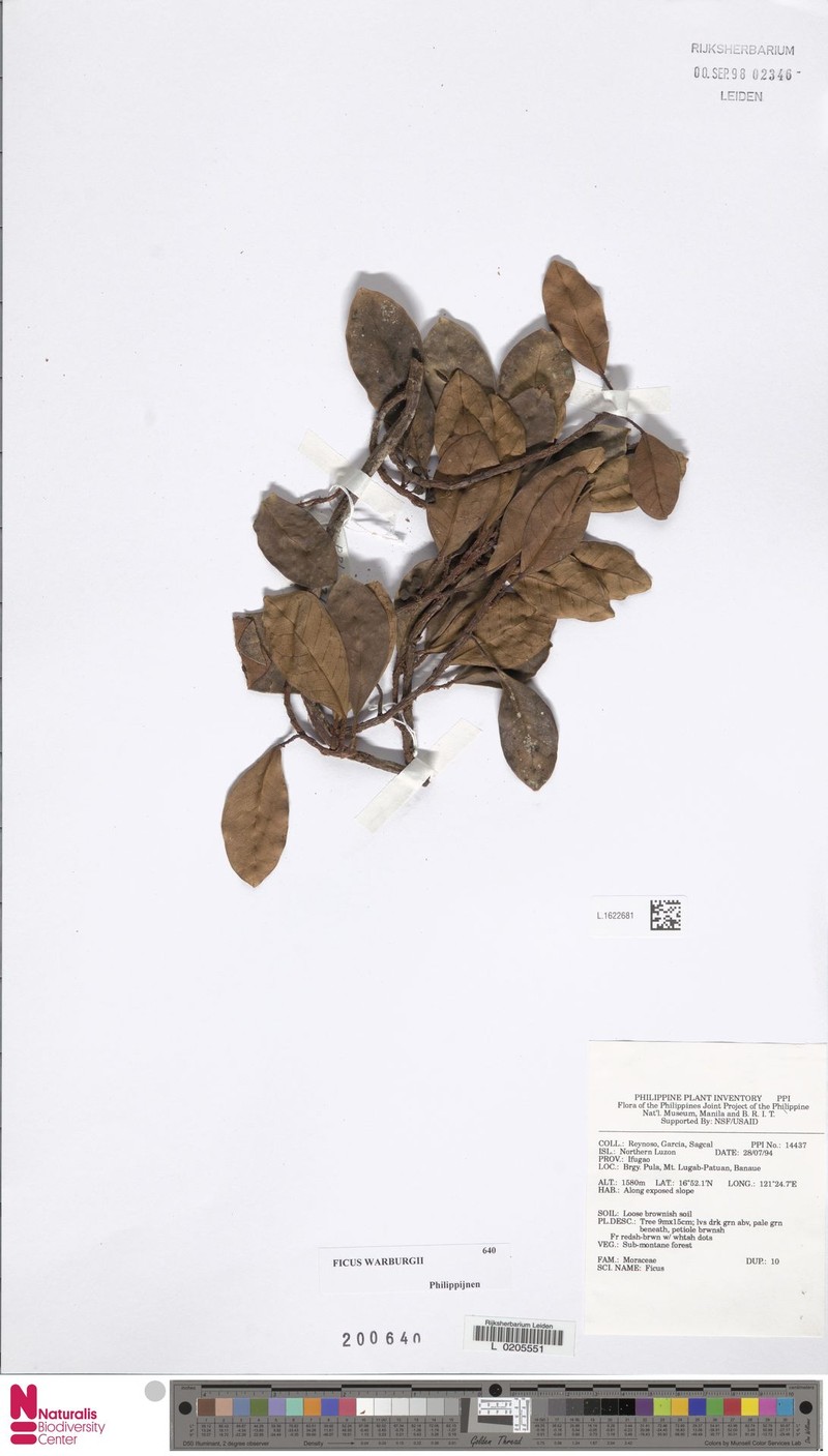 Ficus disticha subsp. disticha photo 6