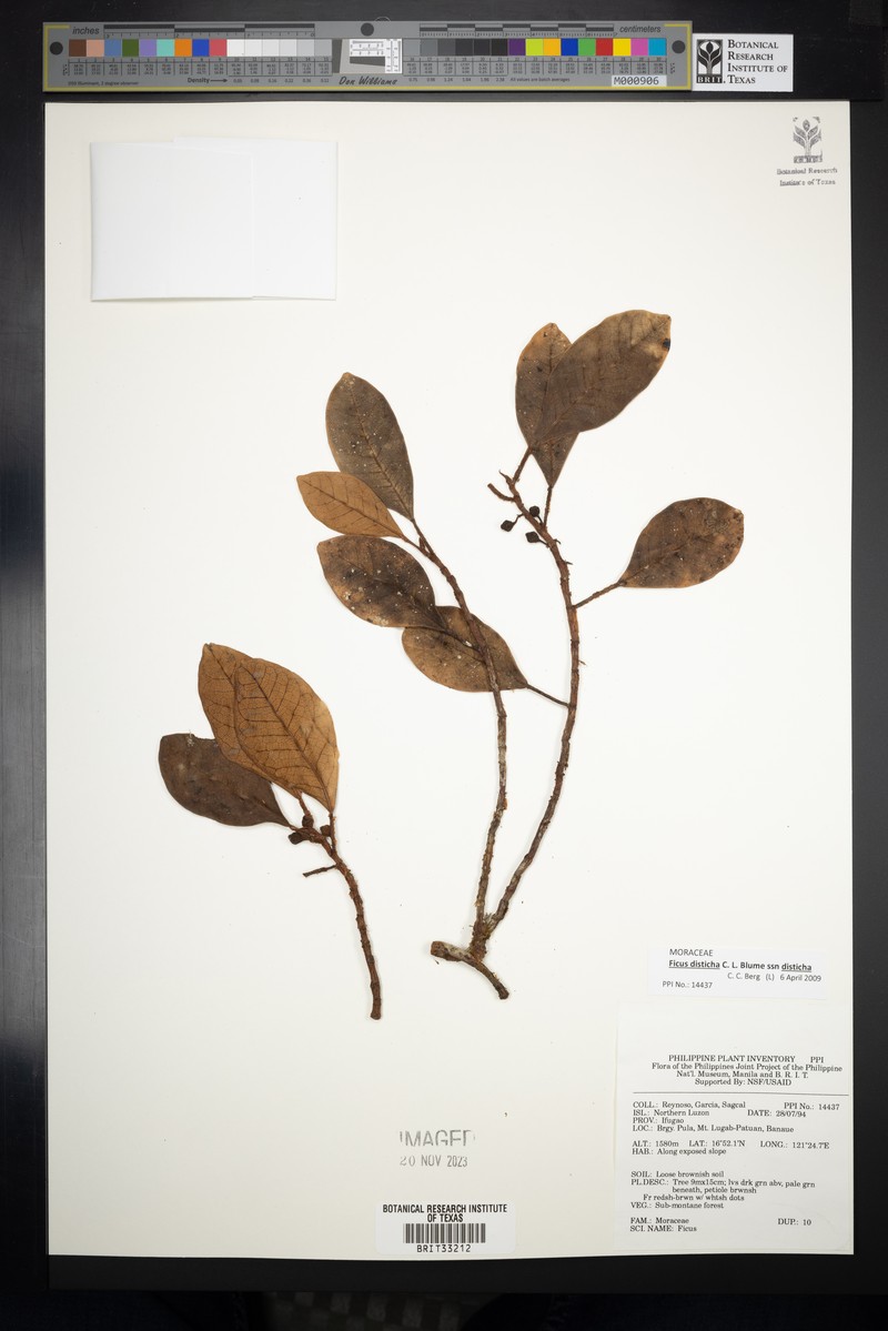 Ficus disticha subsp. disticha photo 7