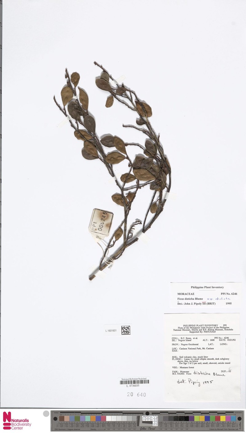 Ficus disticha subsp. disticha photo 8