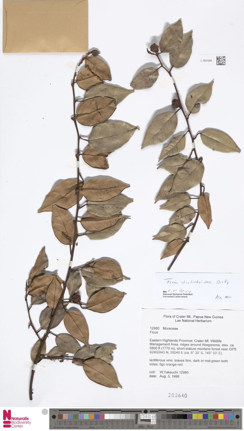 Ficus distichoidea