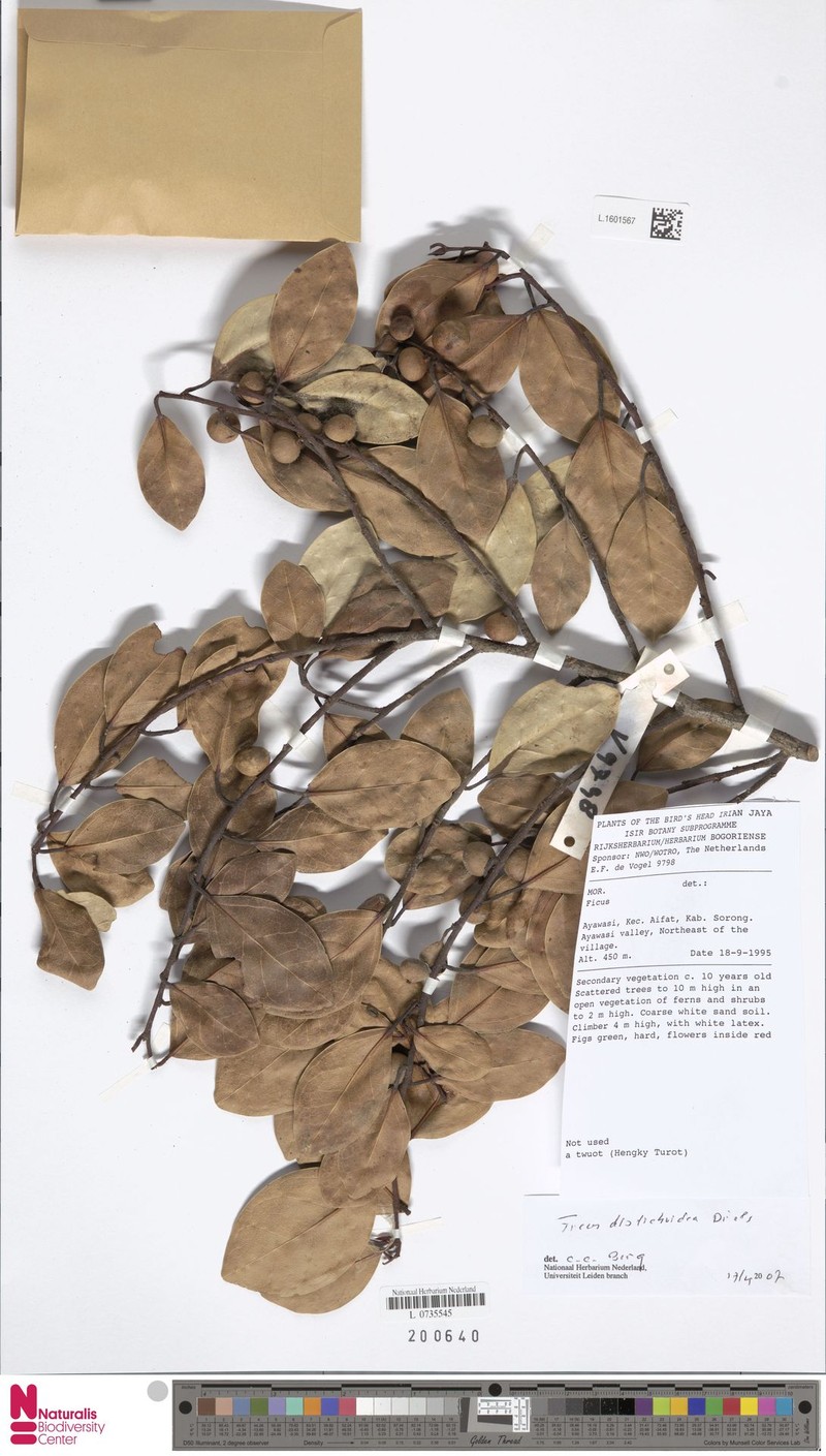 Ficus distichoidea photo 2