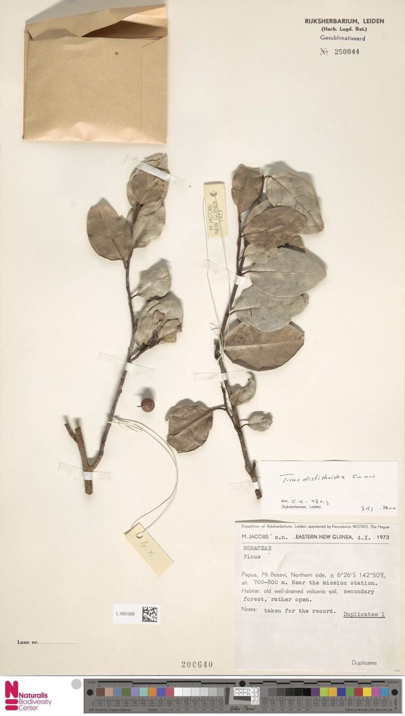 Ficus distichoidea photo 3