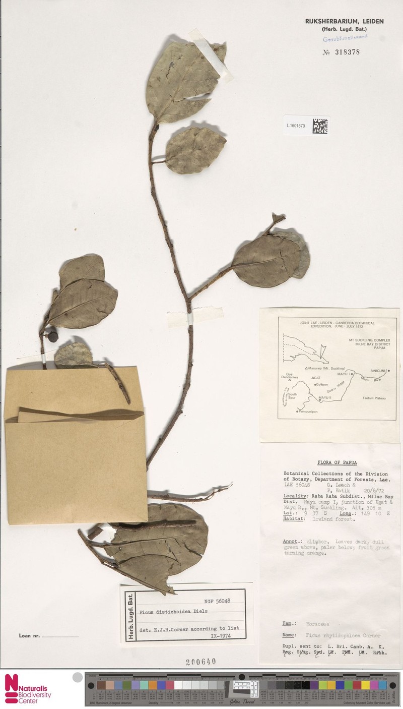 Ficus distichoidea photo 4