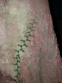 Ficus diversiformis
