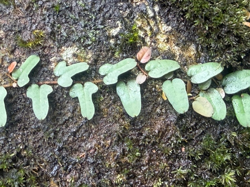 Ficus diversiformis photo 2