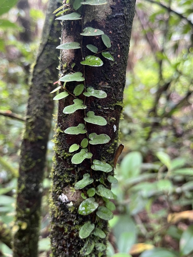 Ficus diversiformis photo 3
