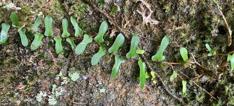 Ficus diversiformis photo 4