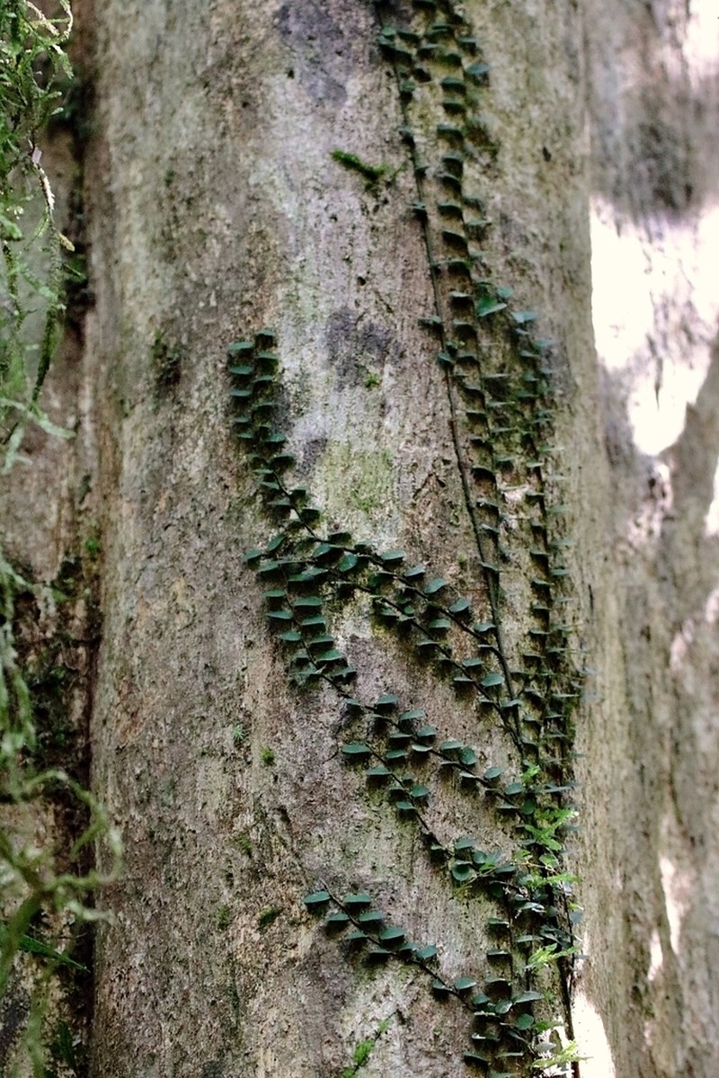 Ficus diversiformis photo 5