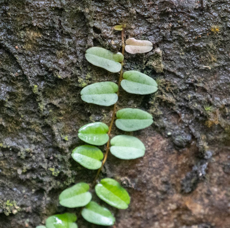 Ficus diversiformis photo 6