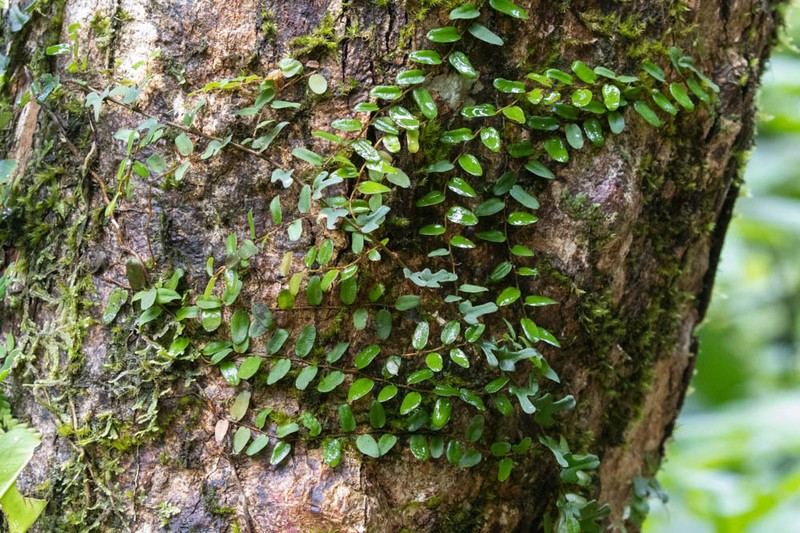 Ficus diversiformis photo 7