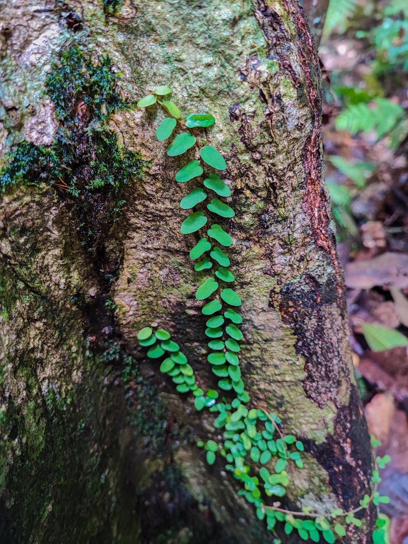 Ficus diversiformis photo 8