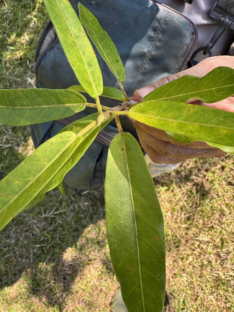 Ficus donnell-smithii