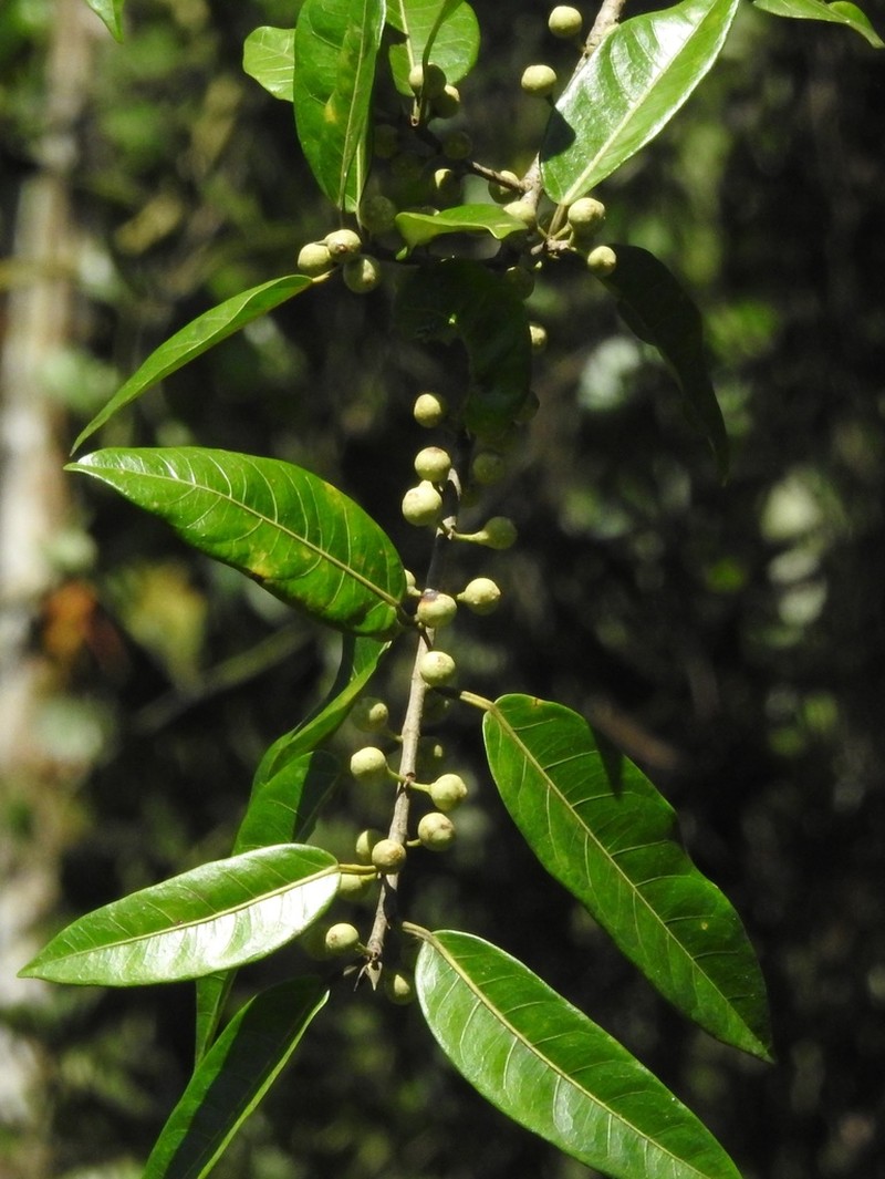 Ficus donnell-smithii photo 2