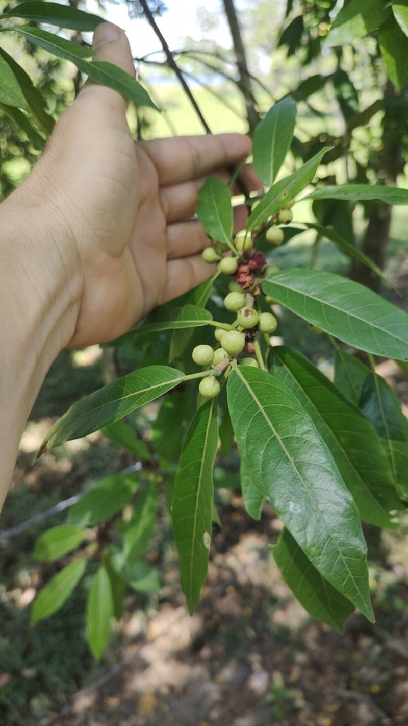 Ficus donnell-smithii photo 3