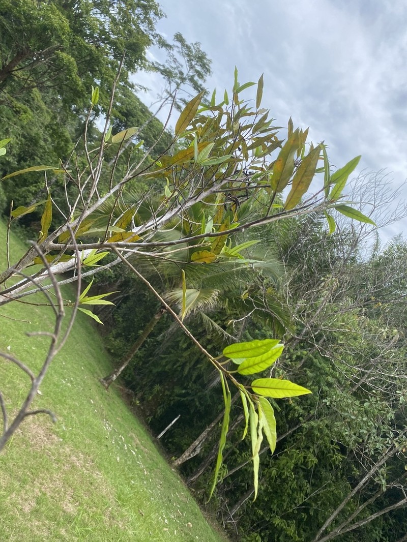 Ficus donnell-smithii photo 6