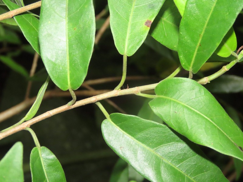 Ficus donnell-smithii photo 8