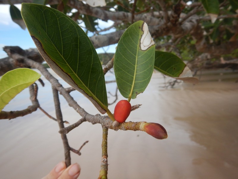 Brown-Woolly Fig photo 2