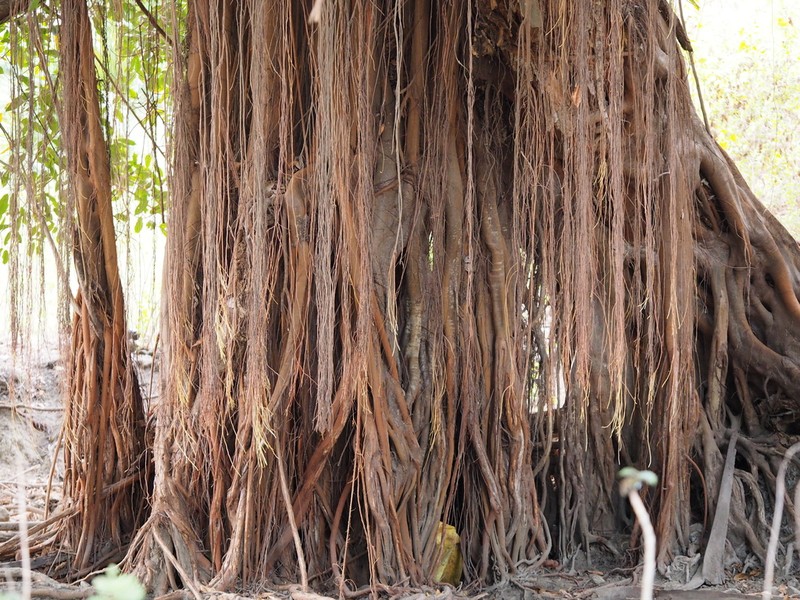 Brown-Woolly Fig photo 5
