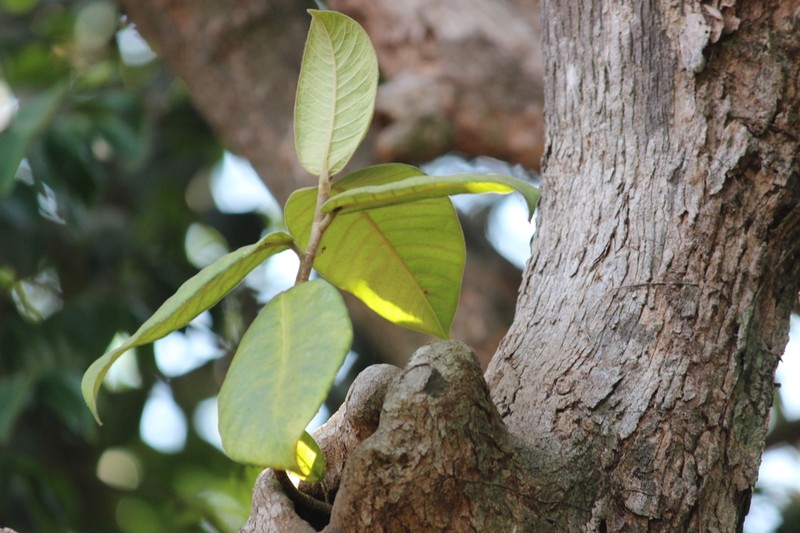 Brown-Woolly Fig photo 7