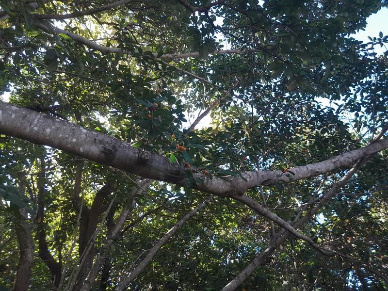 Brown-Woolly Fig photo 3