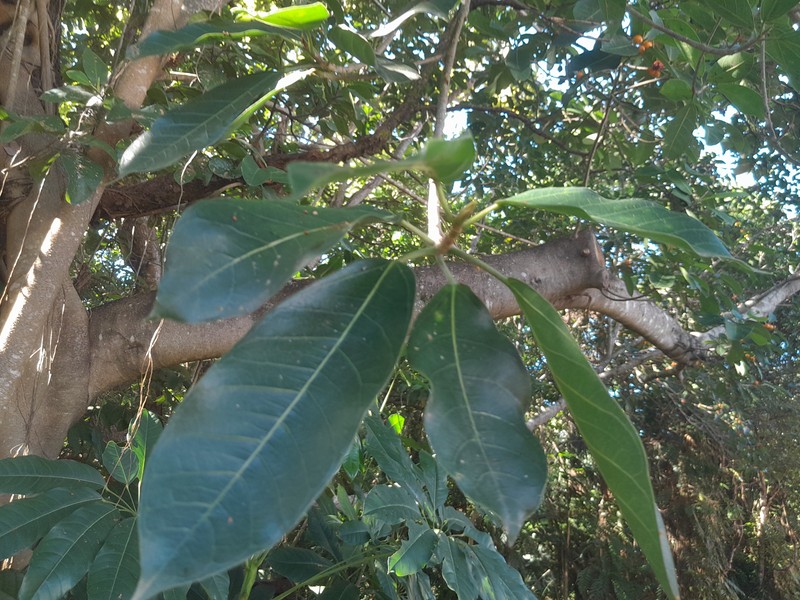 Brown-Woolly Fig photo 4
