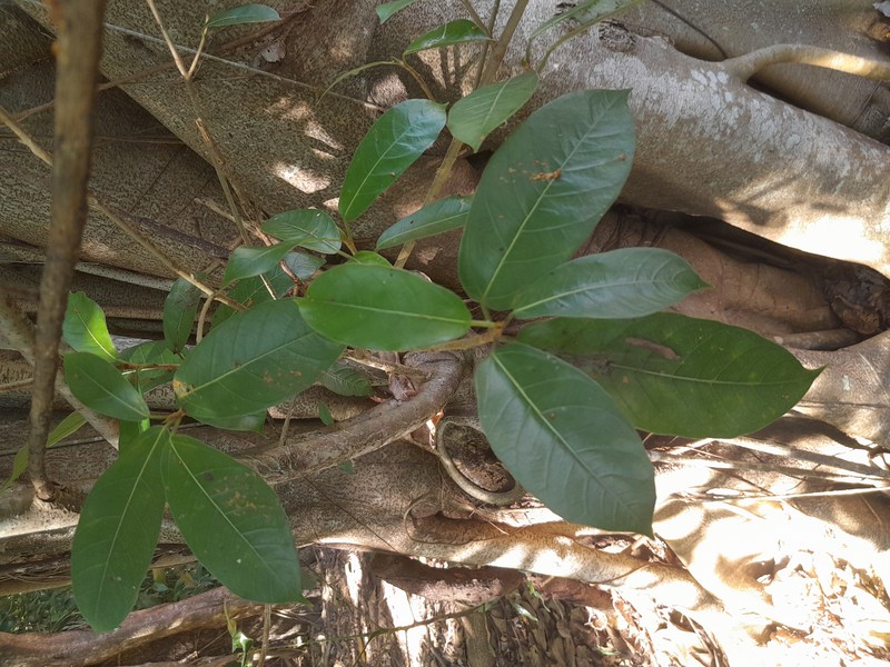 Brown-Woolly Fig photo 5