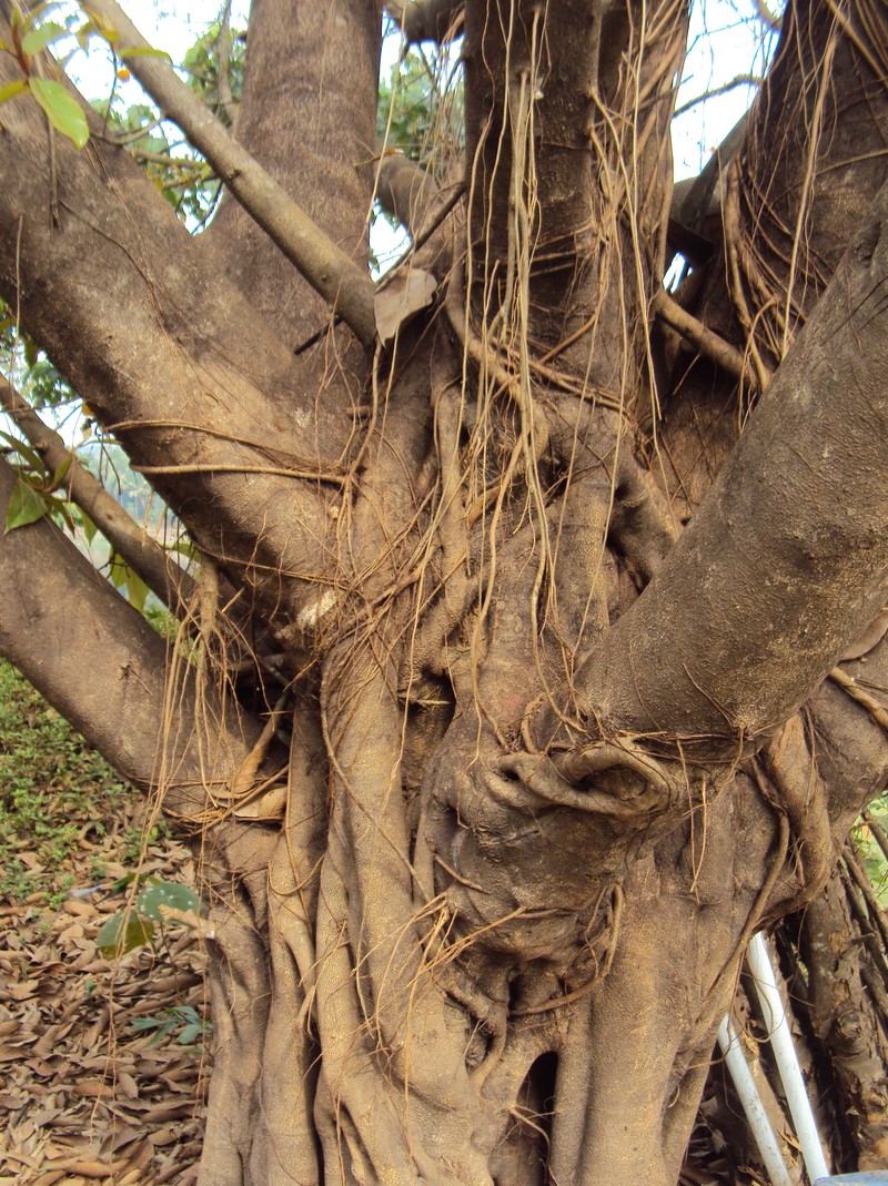 Brown-Woolly Fig photo 2