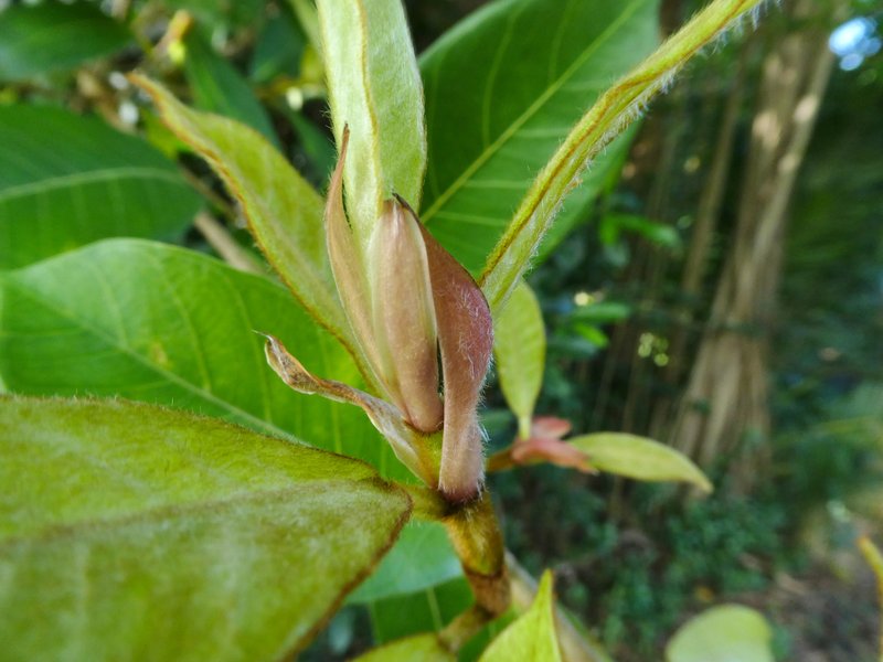 Brown-Woolly Fig photo 6