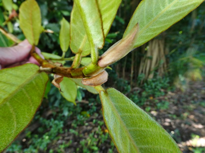 Brown-Woolly Fig photo 9