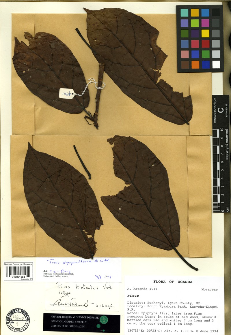 Ficus dryepondtiana photo 2