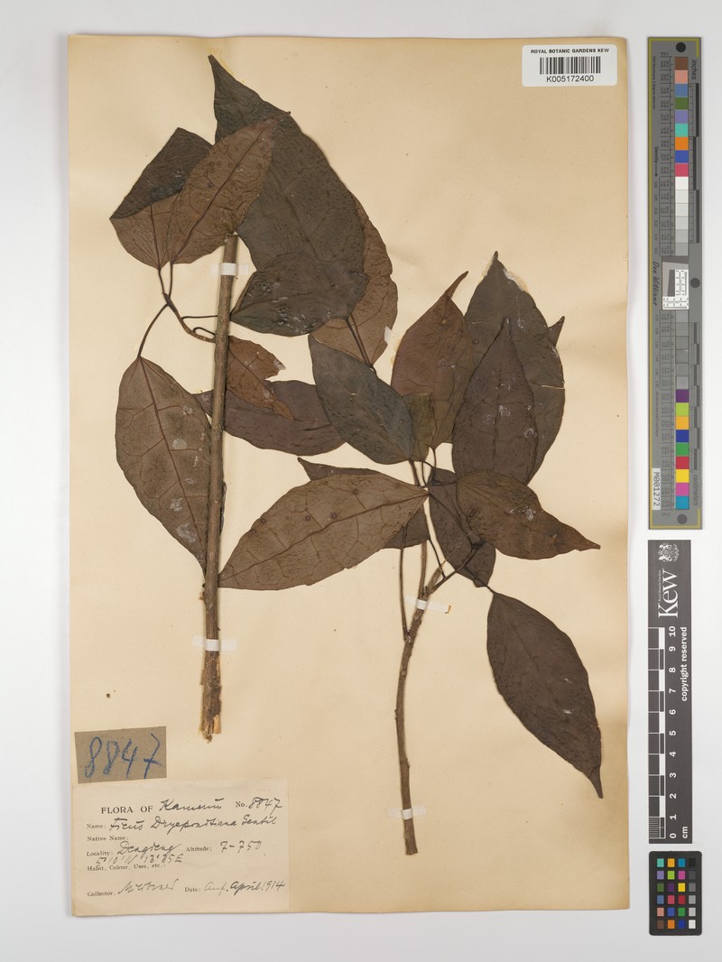 Ficus dryepondtiana photo 3
