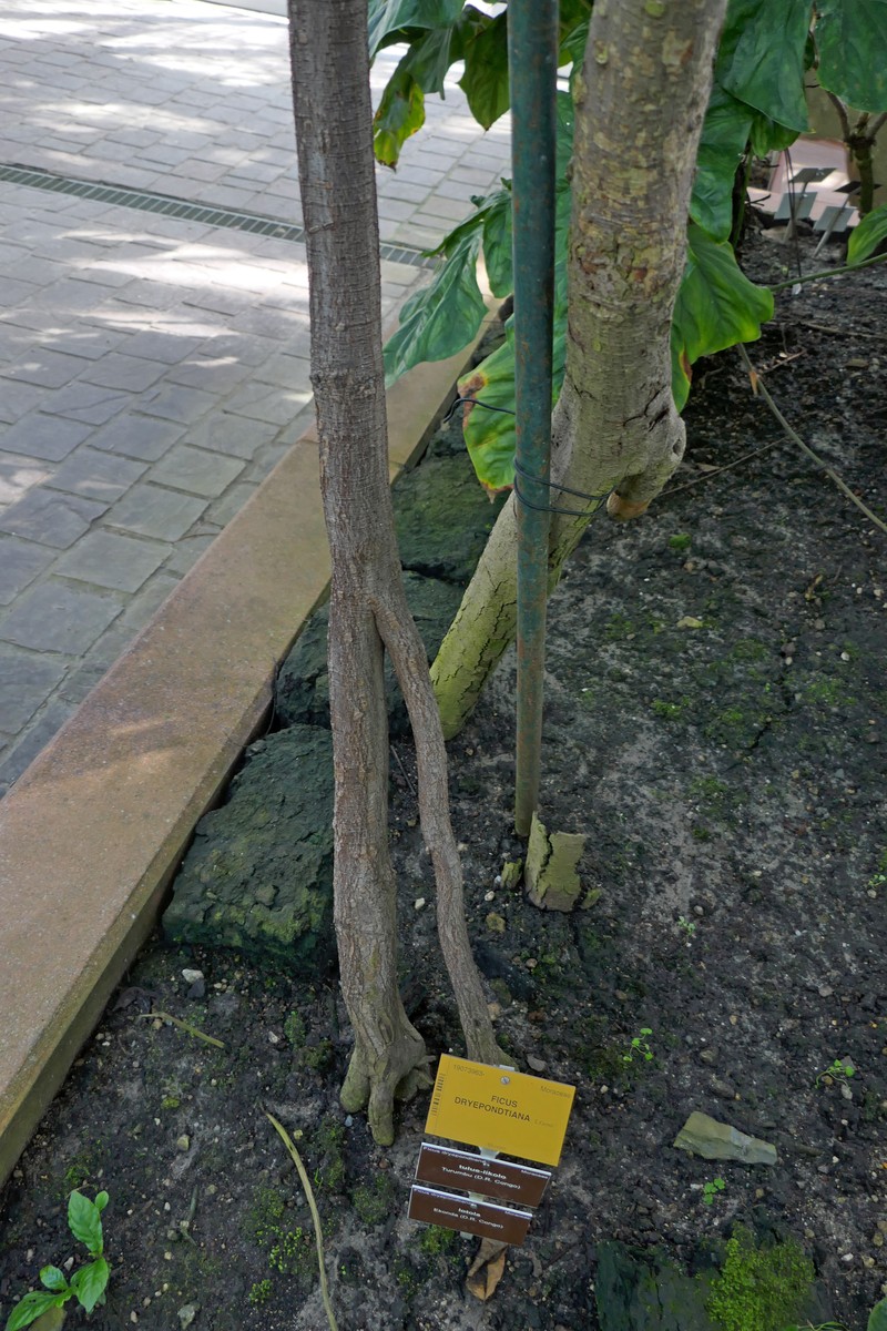 Ficus dryepondtiana