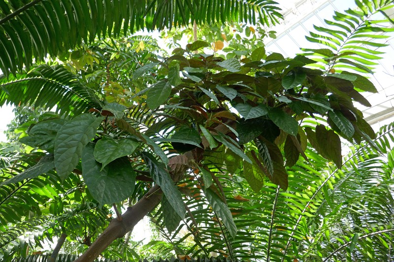 Ficus dryepondtiana photo 4